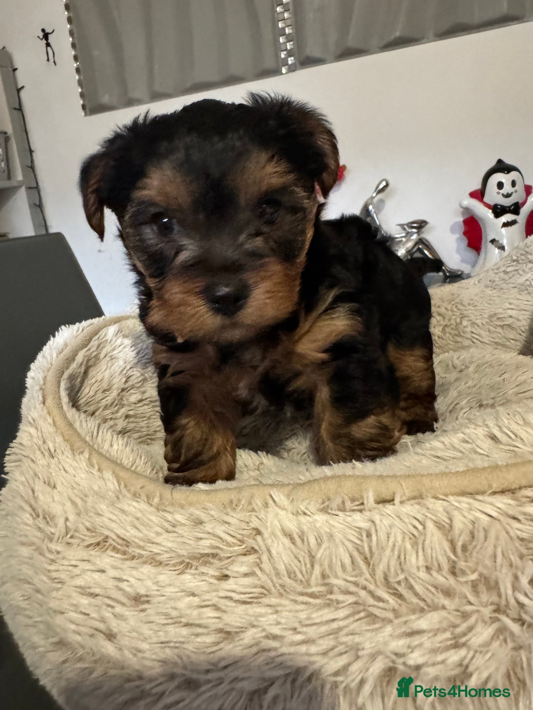 Yorkshire Terrier dogs for sale: Beautiful Yorkshire Terrier Puppies - Advert 2