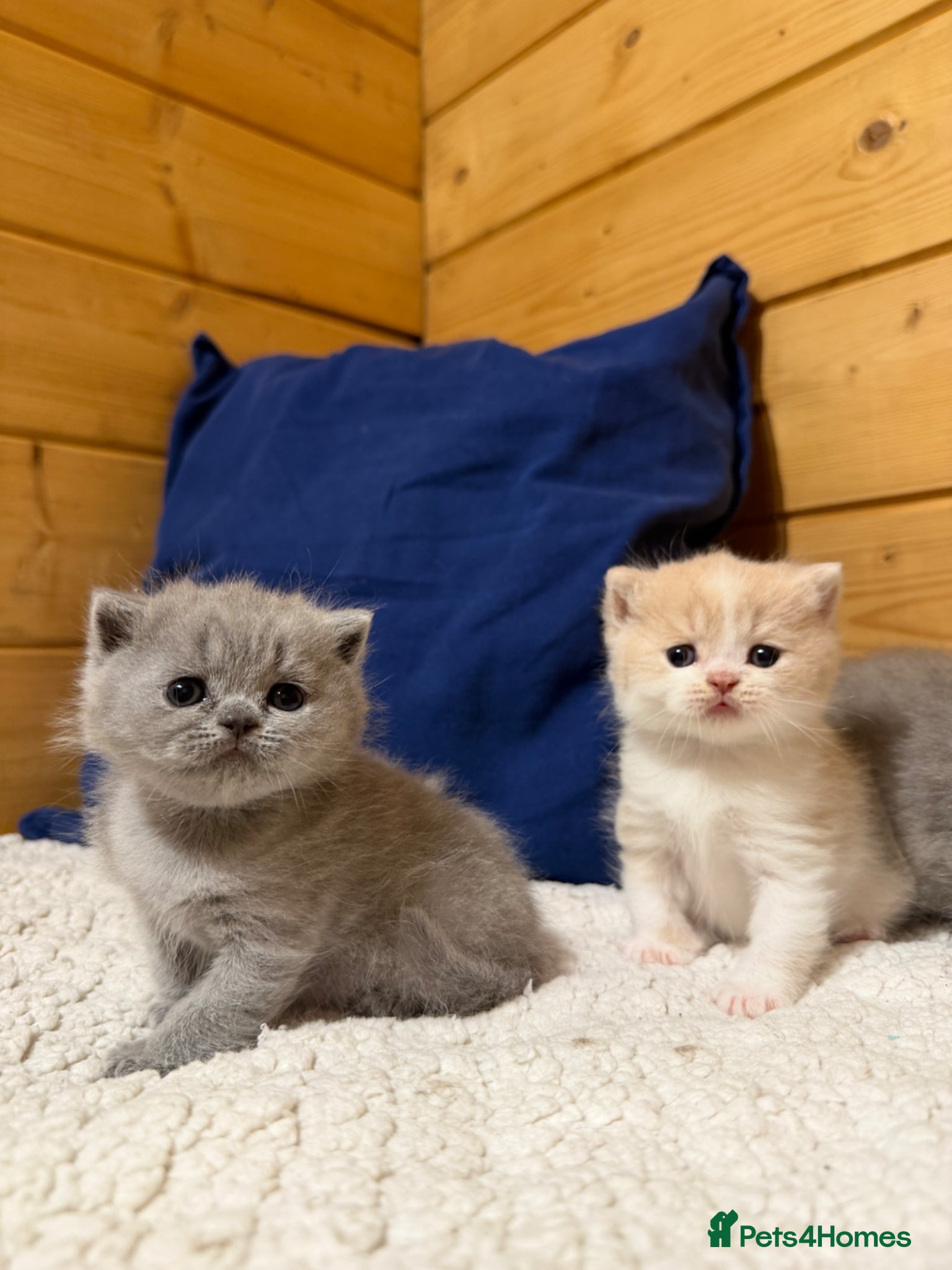 British Shorthair cats for sale: Beautiful British Shorthair kittens available  - Advert 5