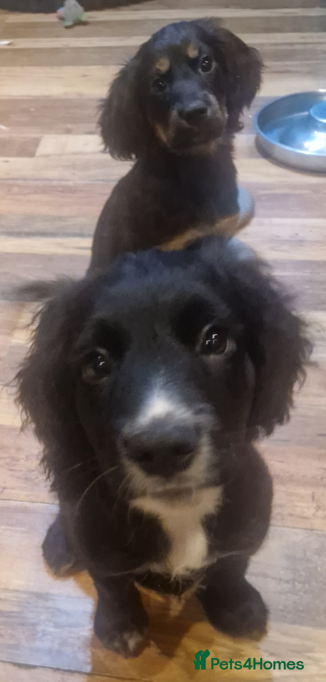 Cocker Spaniel dogs for sale: Last boy left !! working cocker spaniels - Advert 30