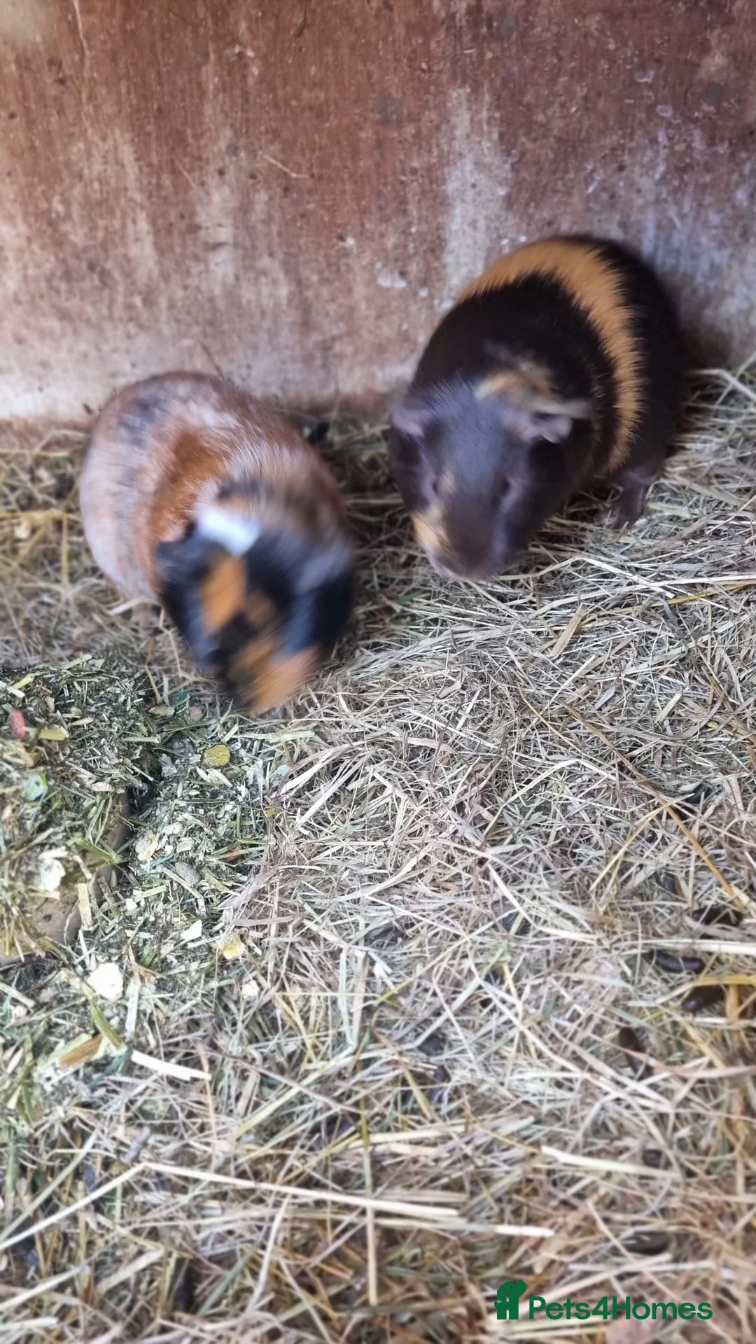 Guinea Pig rodents for sale: Trio of male guineapigs  - Advert 2