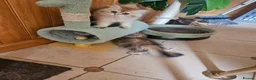 British Shorthair cats for sale: 😻British golden short/longhair adolesent kitten😻 - Advert 7