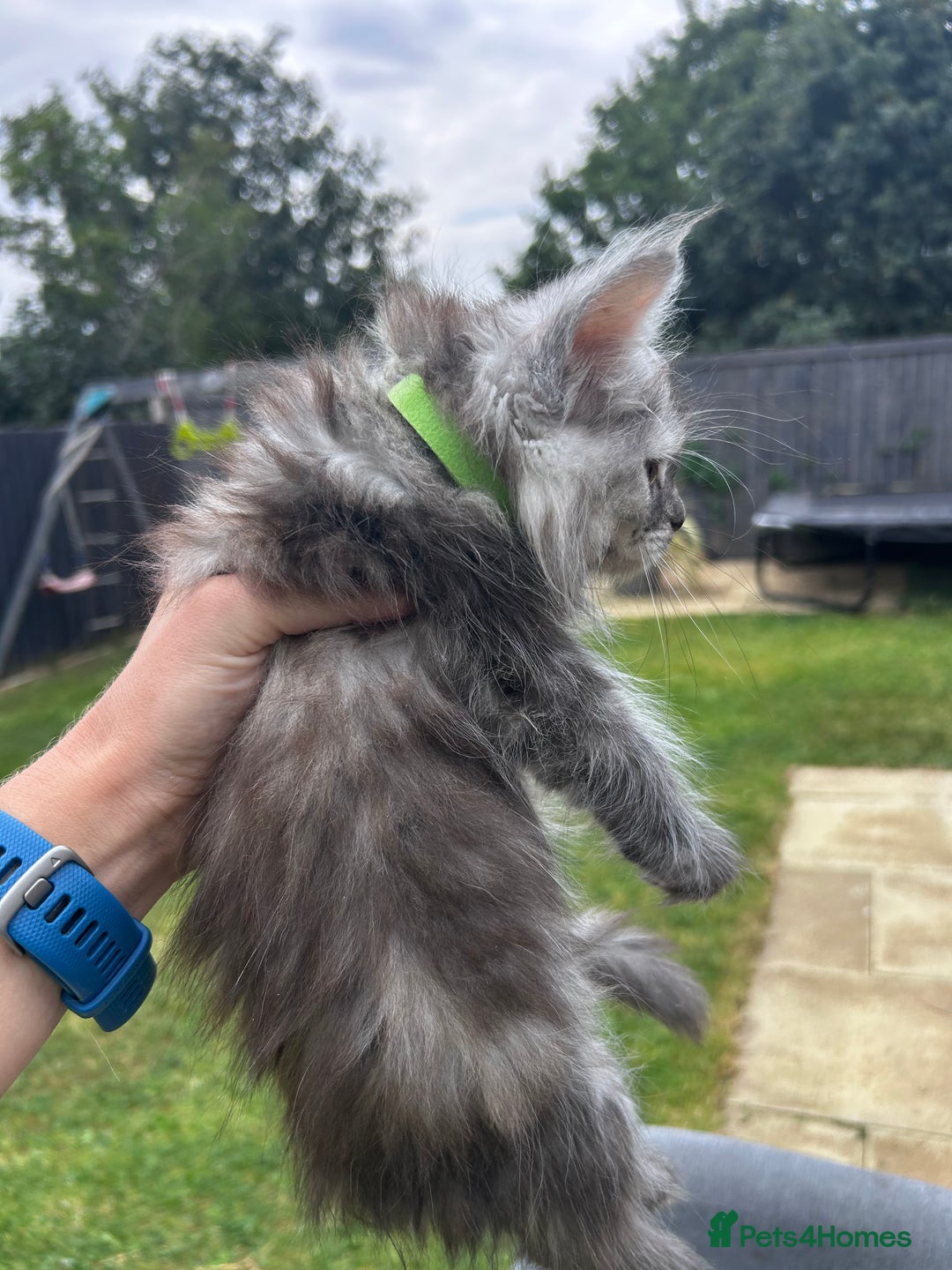 Maine Coon cats for sale: Maine coon kittens  - Image 8