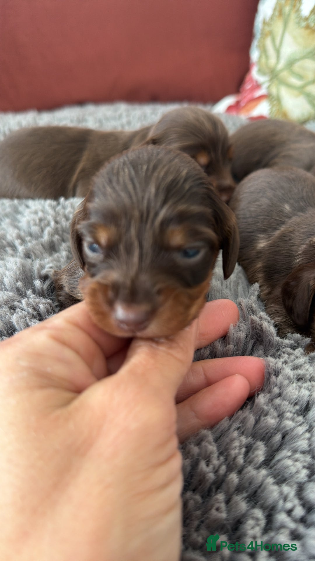 Miniature Dachshund dogs for sale: 2 left Long haired mini dachshund pups  - Advert 23