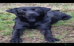 Labrador Retriever dogs for sale:  Labrador Pups (Health Tested) - Image 5