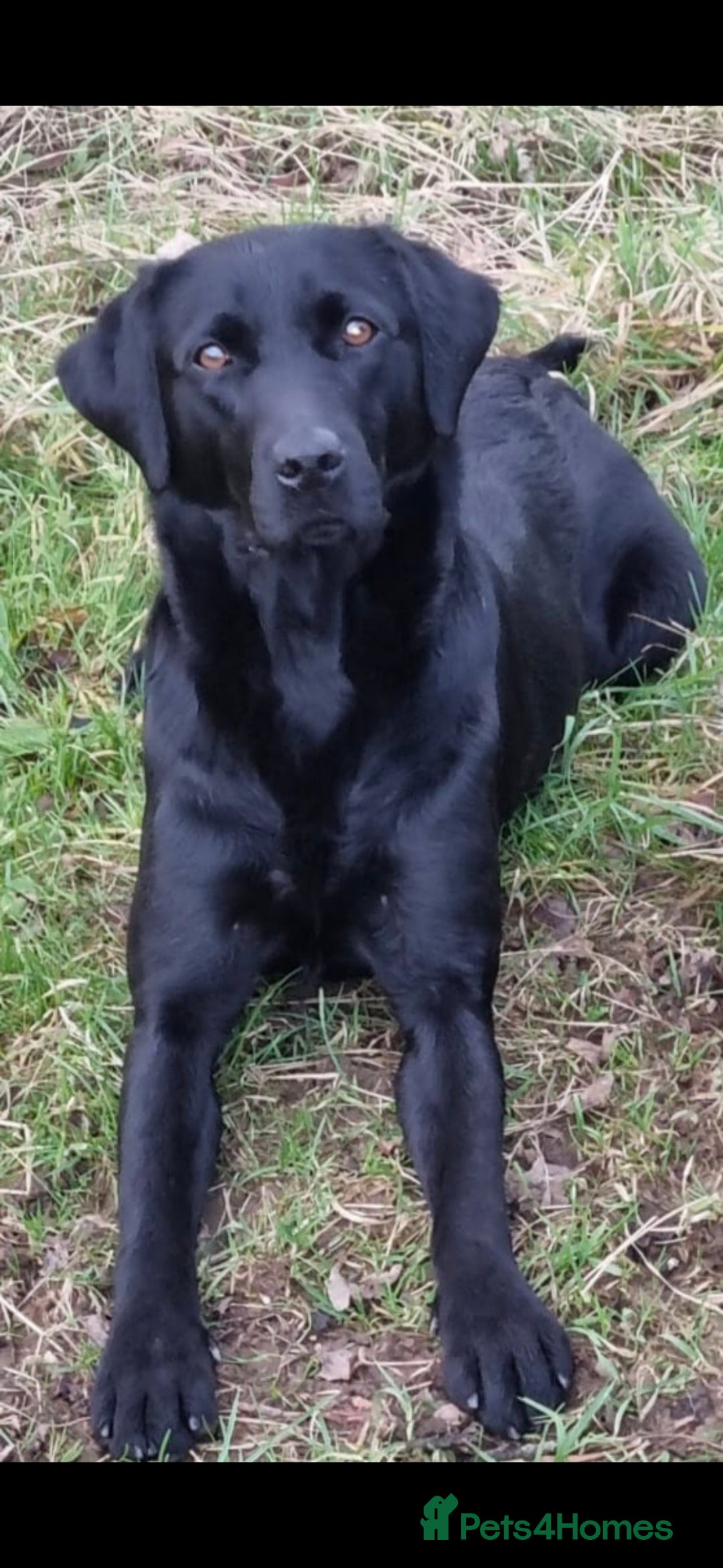 Labrador Retriever dogs for sale:  Labrador Pups (Health Tested) - Image 5