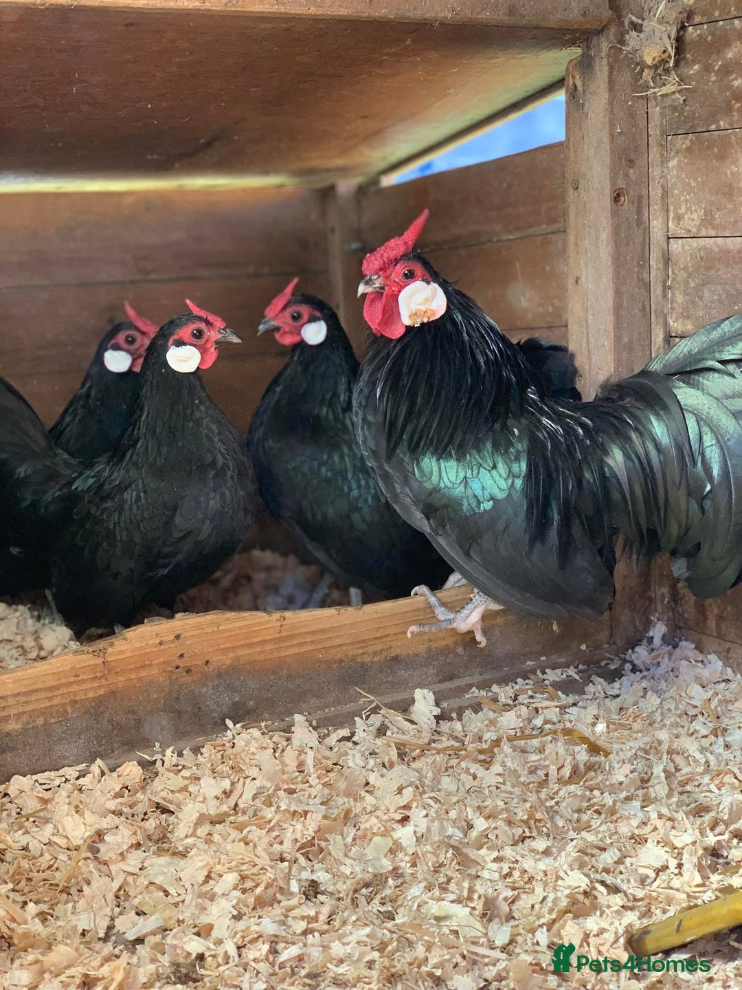 Chickens poultry for sale: Rose comp 1 cock and 4 hens laying - Image 3