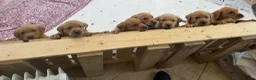 Labrador Retriever dogs for sale: Pedigree Fox Red Labrador Puppies - Advert 3