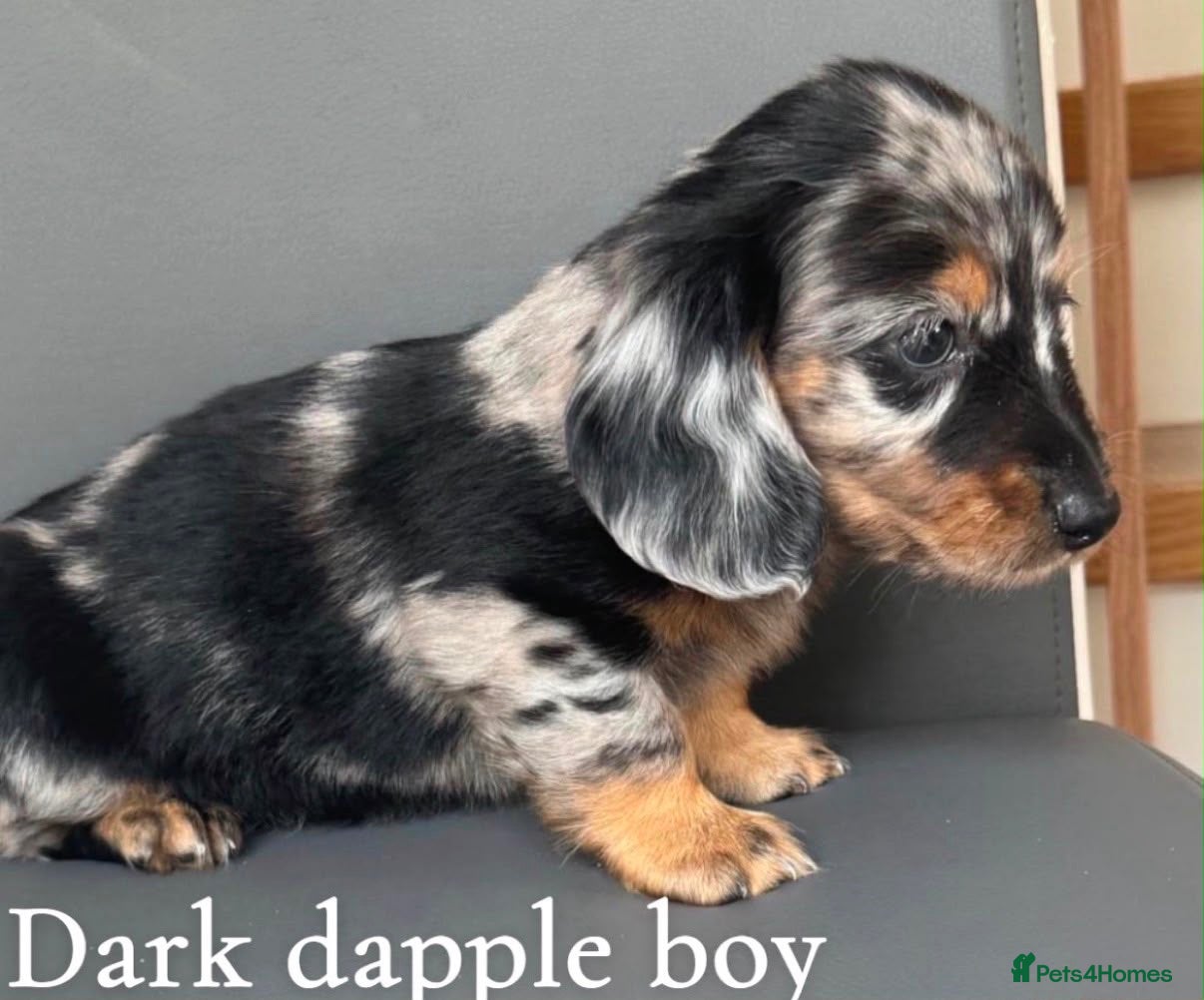Miniature Dachshund dogs Miniature long haired dachshund puppy’s  - Advert 8