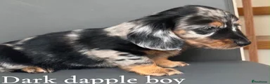 Dark dapple boy Miniature Dachshund 3