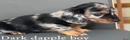 Miniature Dachshund dogs for sale: Miniature long haired dachshund puppy’s  - Advert 6