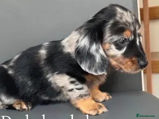 Miniature Dachshund dogs Miniature long haired dachshund puppy’s - Advert 8