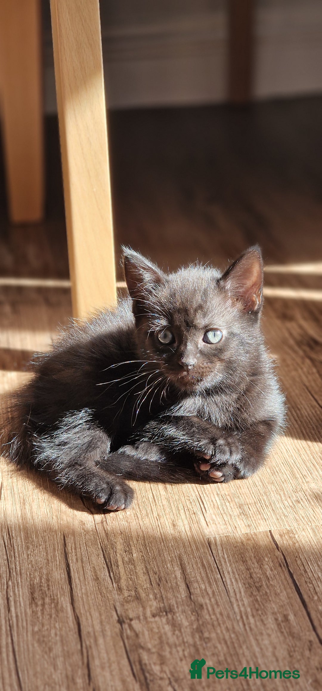 Domestic Shorthair cats for sale: 2 Male kittens available - Image 3