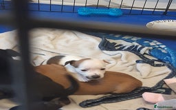 Mixed Breed dogs for sale: Jackawawa for sale  - Image 4