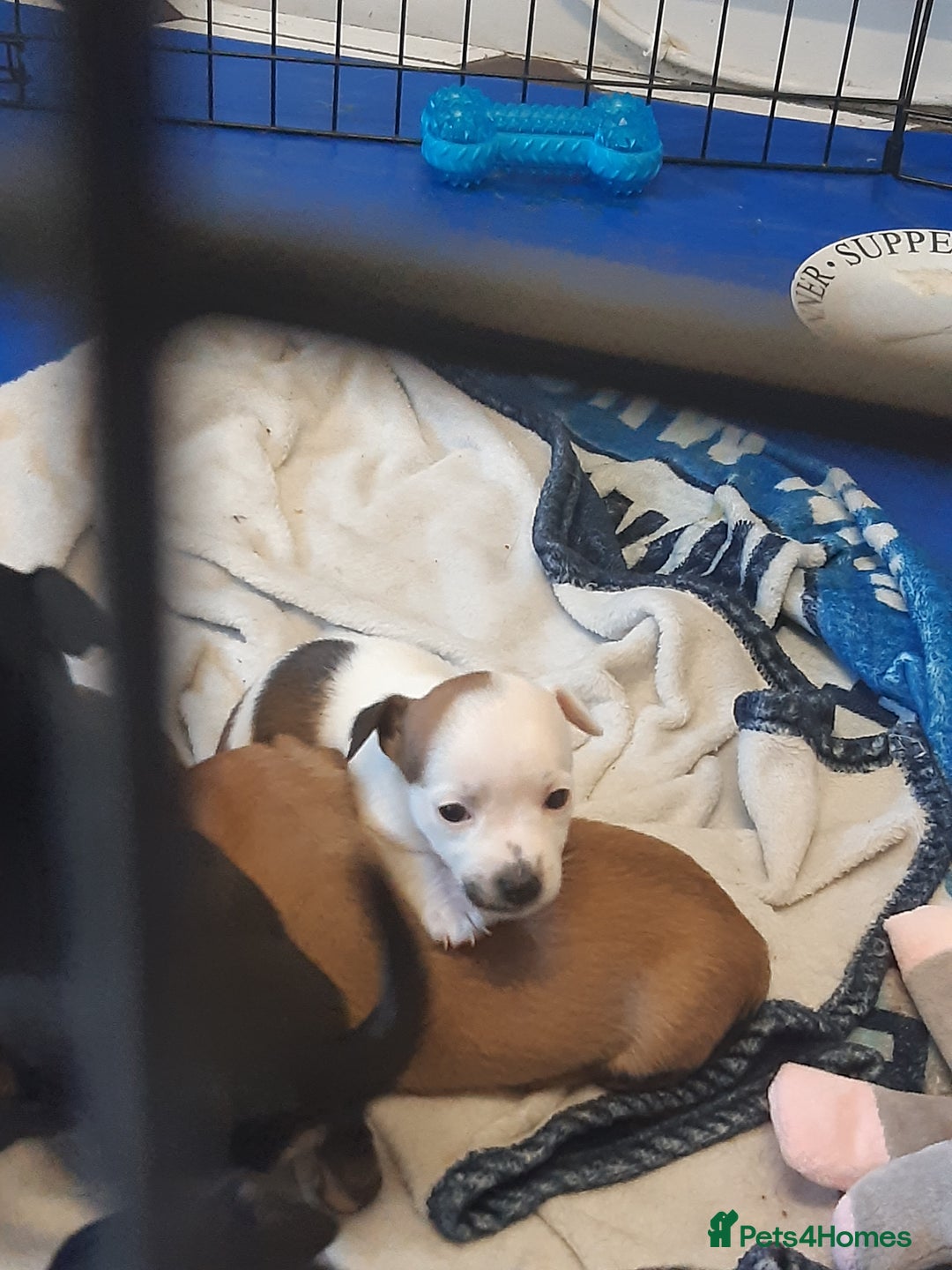 Mixed Breed dogs for sale: Jackawawa for sale  - Image 4