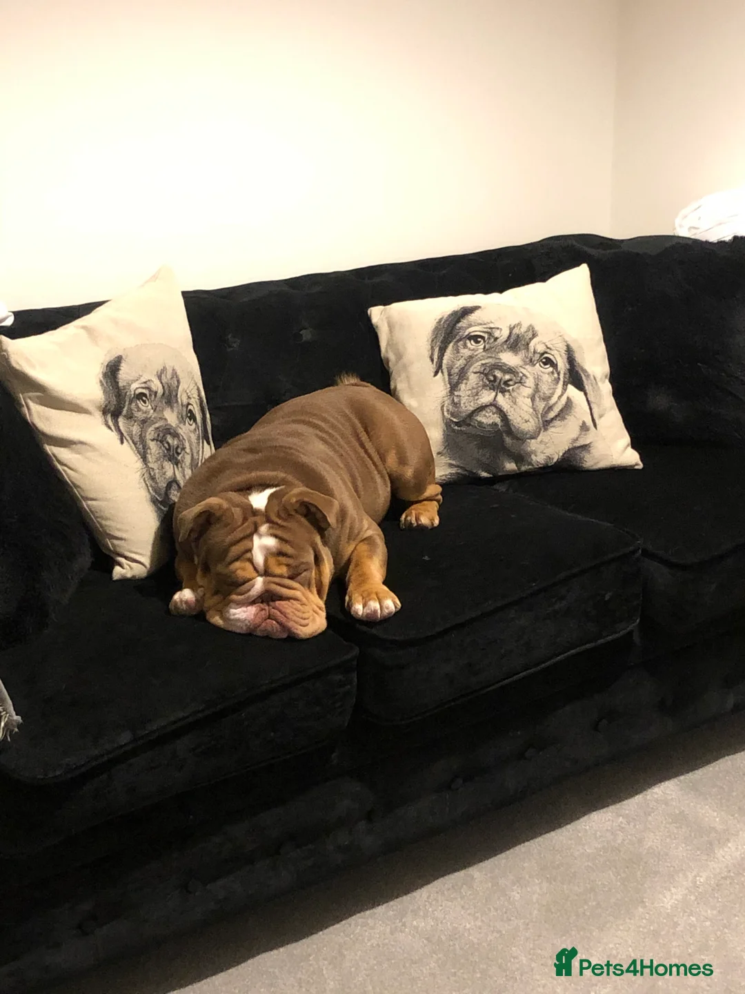 English Bulldog dogs for sale: Gorgeous Choc Tan English Bulldog Male - Advert 3