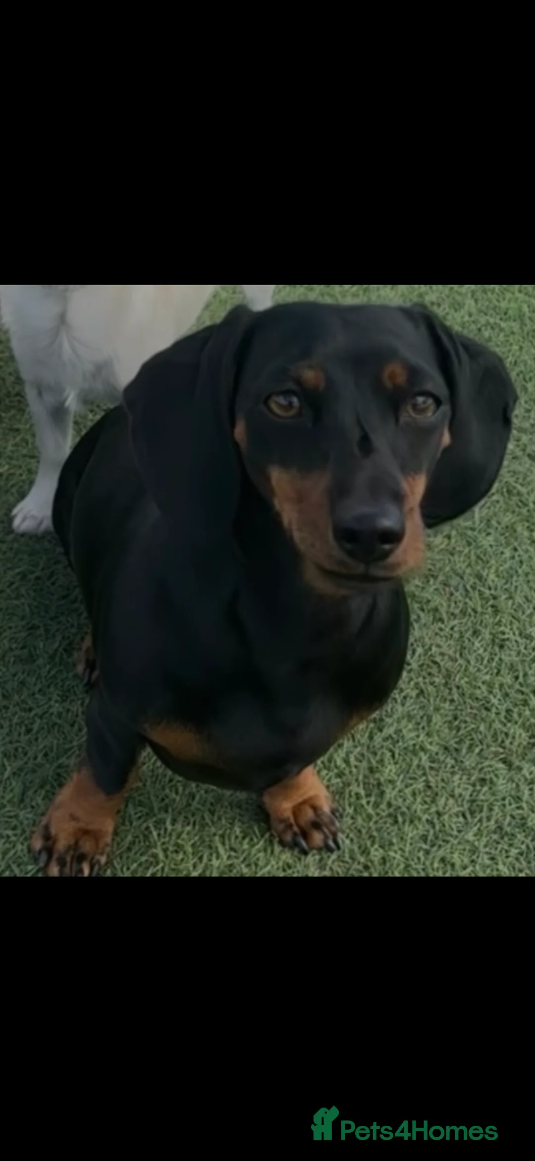 Miniature Dachshund dogs for sale: 3 Year old Mini Dashshund  - Advert 4