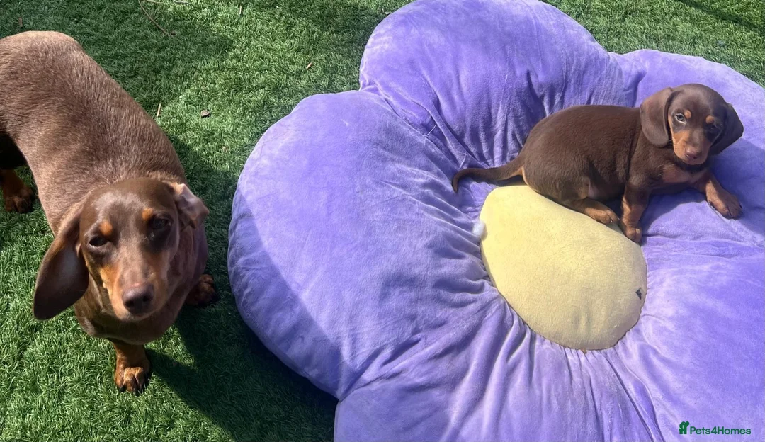 Miniature Dachshund dogs for sale: Miniature dachshund  - Advert 7