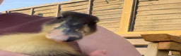 Ducks poultry for sale: 🦆🦆Ducklings for sale 🦆🦆 in Wigston - Advert 5