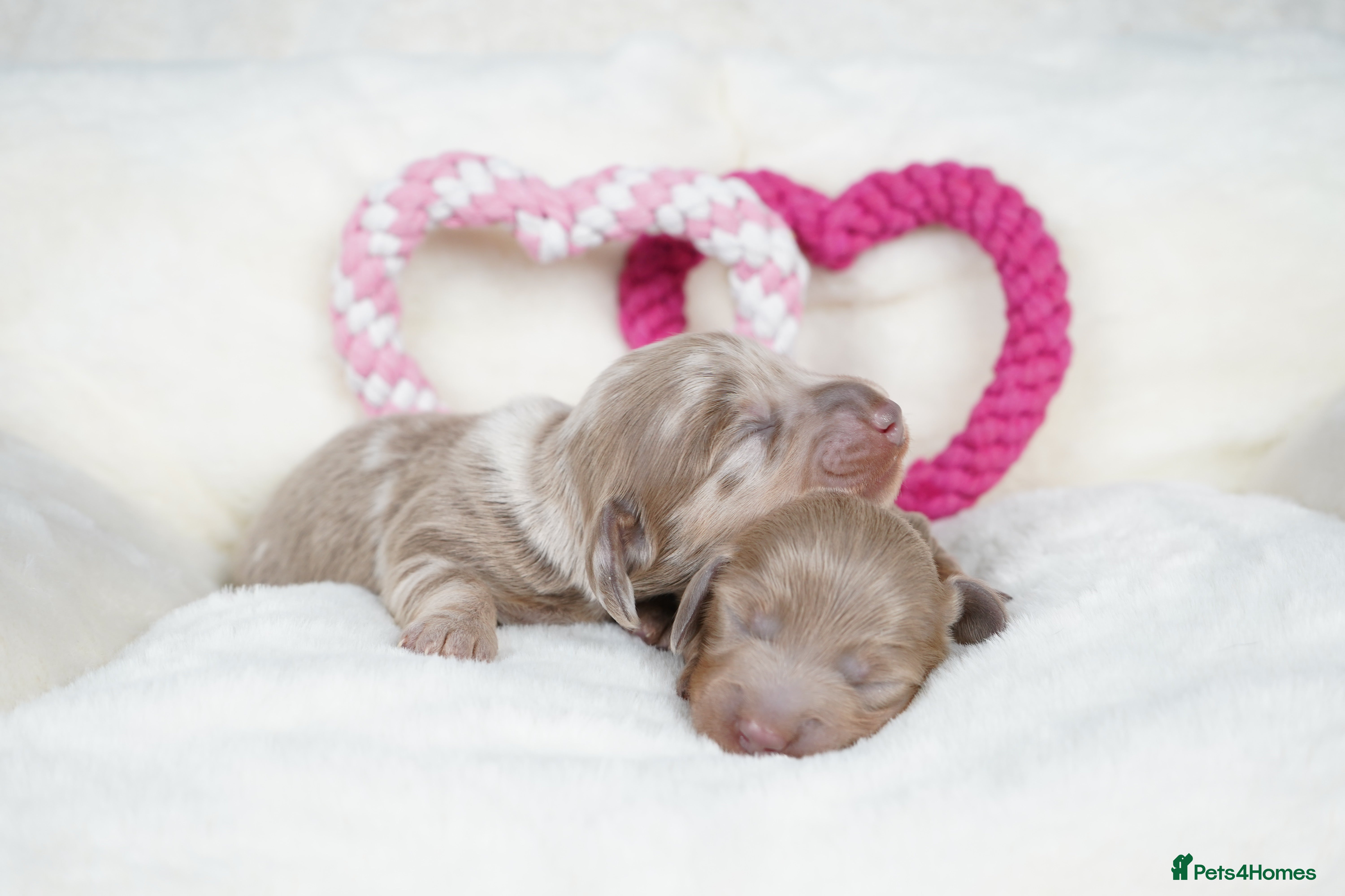 Miniature Dachshund dogs KC REGISTERED MINIATURE DACHSHUND PUPPIES - Advert 13