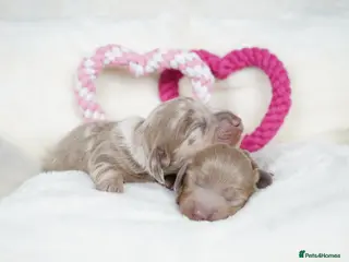 Miniature Dachshund dogs KC REGISTERED MINIATURE DACHSHUND PUPPIES - Advert 13