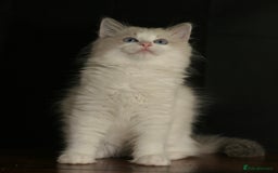 Ragdoll cats for sale: Ragdoll kittens TICA beautiful quality cats  - Image 15