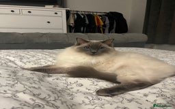 Ragdoll cats for sale: 5 year old Ragdoll cat - Image 8