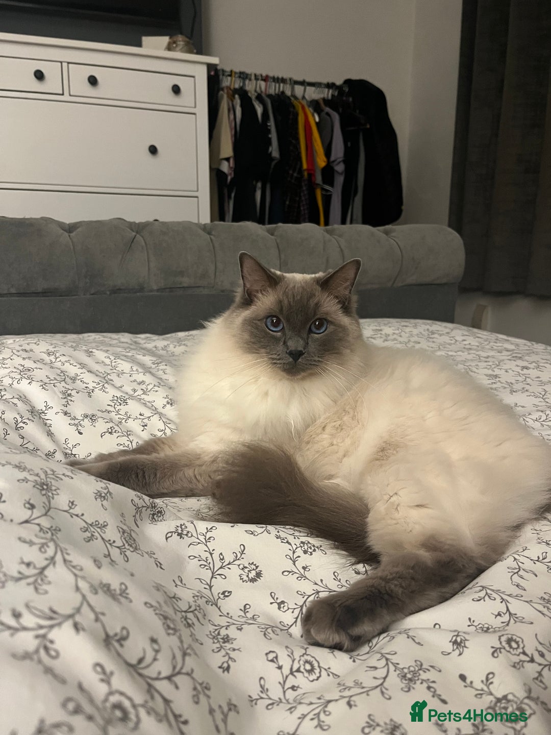 Ragdoll cats for sale: 5 year old Ragdoll cat - Image 8