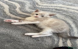Mixed Breed cats for sale: Beautiful mix breed kittens - Image 8