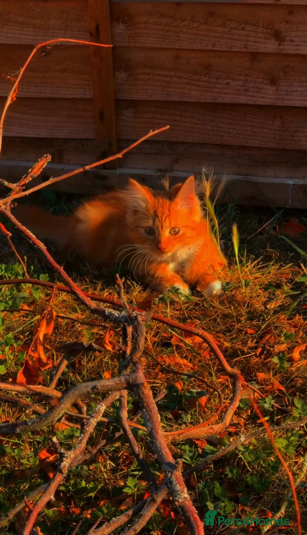 Mixed Breed cats for sale: 1 beautiful ginger kitten male 15 weeks old  - Advert 7