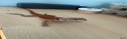 Bearded Dragon reptiles for sale: Juvenile Bearded Dragon  - Advert 2