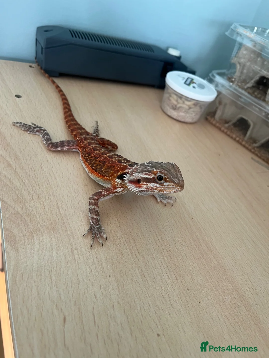 Bearded Dragon reptiles for sale: Juvenile Bearded Dragon  - Advert 2