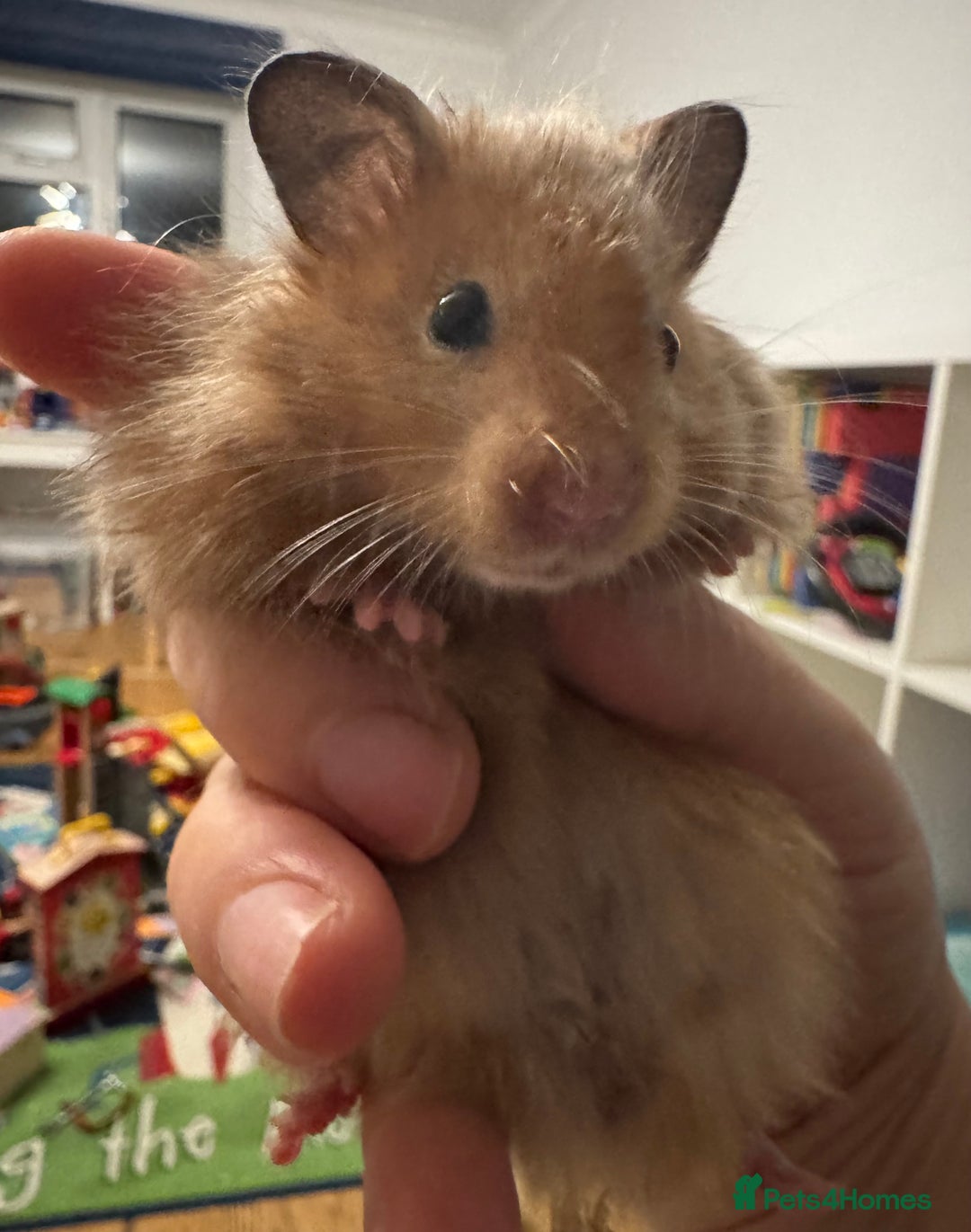 Hamster rodents for sale: Stunning home-bred Syrian hamster pups  - Image 8