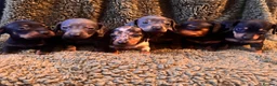 Miniature Dachshund dogs for sale: Miniature dachshunds  - Advert 2