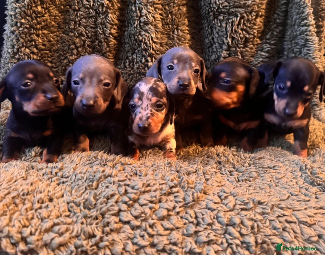 Miniature Dachshund dogs for sale: Miniature dachshunds  - Advert 2