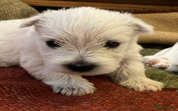 West Highland Terrier dogs for sale: Westie pups  - Image 11