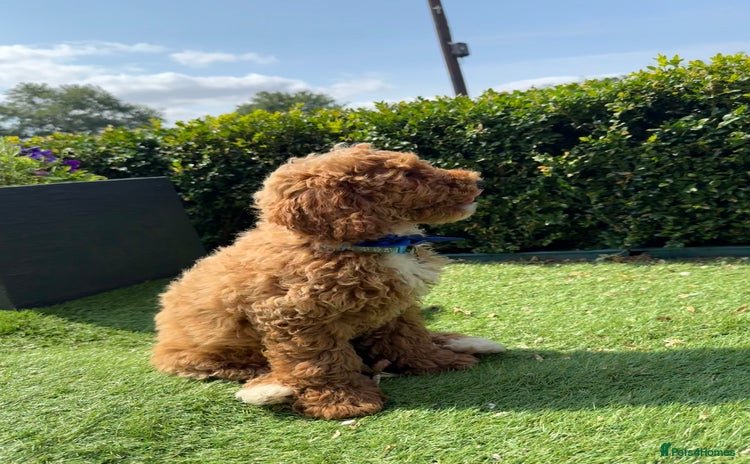 Poochon dogs - Advert 13