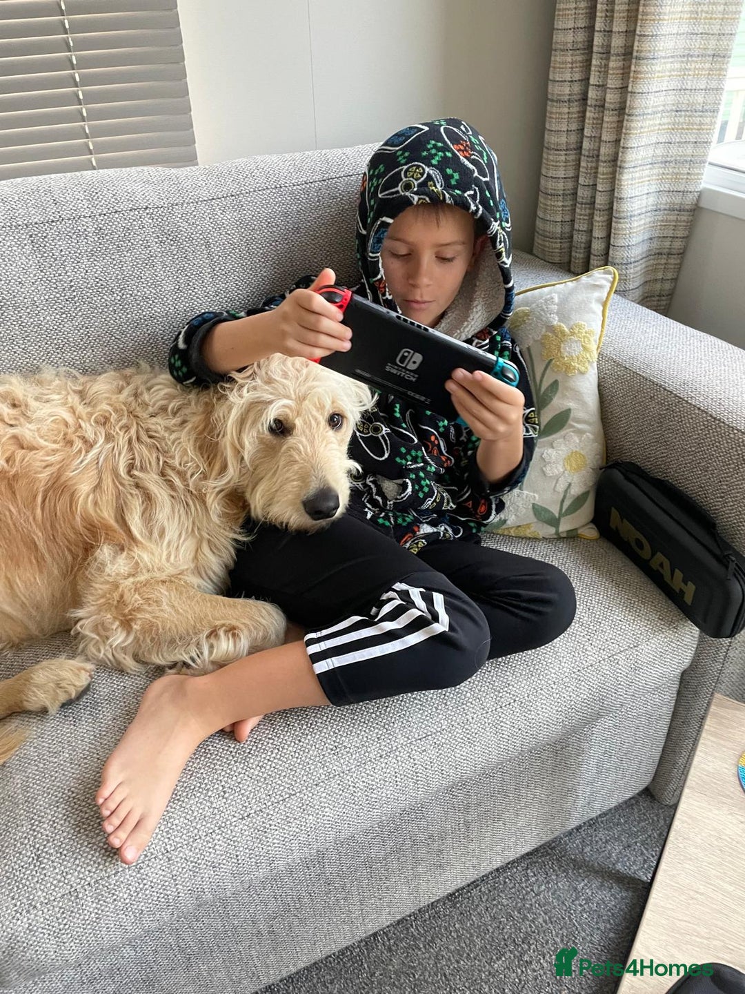 Goldendoodle dogs for sale: Exceptional 11 Month Male Goldendoodle - Advert 9