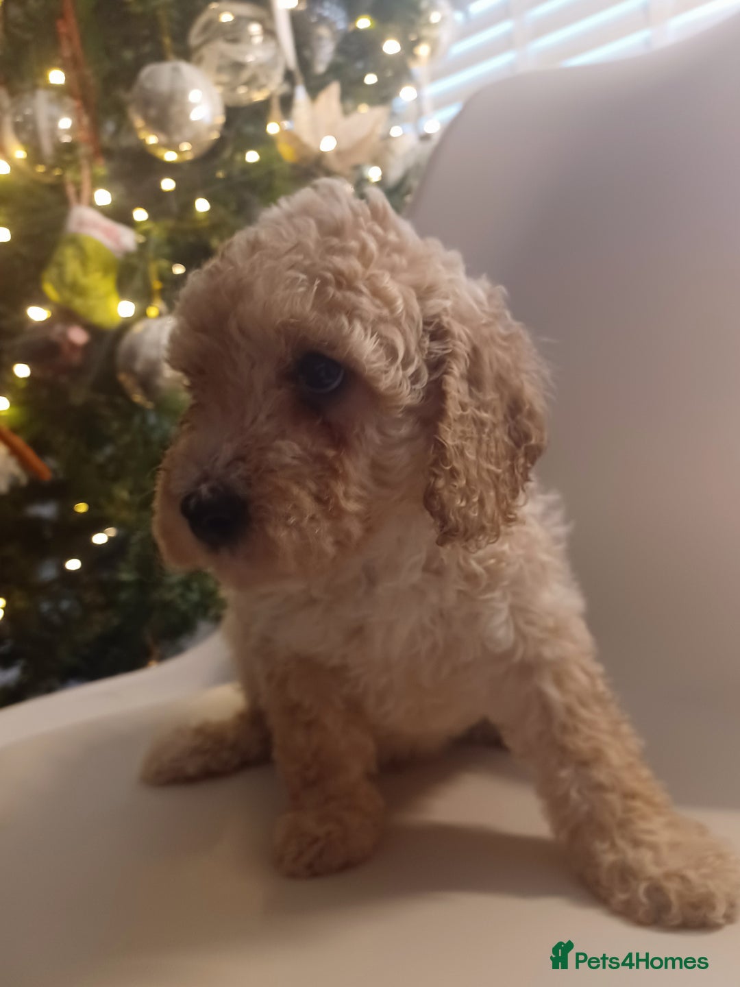 Cavapoo dogs for sale: 🐶  Cavapoo/ miniature poodle 🐶  - Advert 30