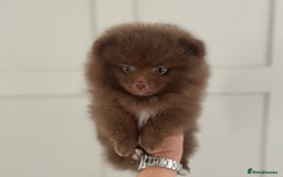 Pomeranian dogs for stud: 💜🧡Lilac & tan KC stud Benji champions in line  in Guildford - Image 15