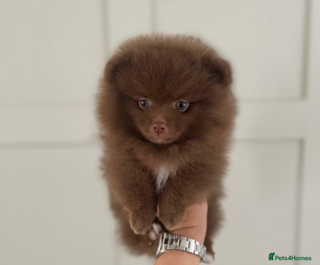 Pomeranian dogs for stud: 💜🧡Lilac & tan KC stud Benji champions in line  in Guildford - Image 15