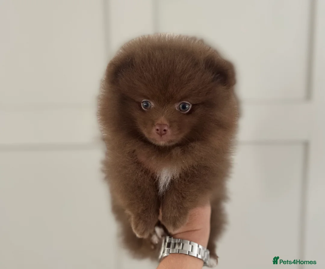 Pomeranian dogs for stud: 💜🧡Lilac & tan KC stud Benji champions in line  in Guildford - Advert 15