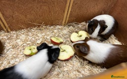 Guinea Pig rodents for sale: Bonded boars/boys - Image 17