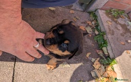 Rottweiler dogs for sale: Exclusive UK Rottweiler Puppy Champion Bloodlines - Image 29