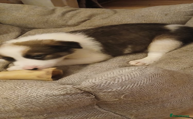 Border Collie dogs - Advert 4