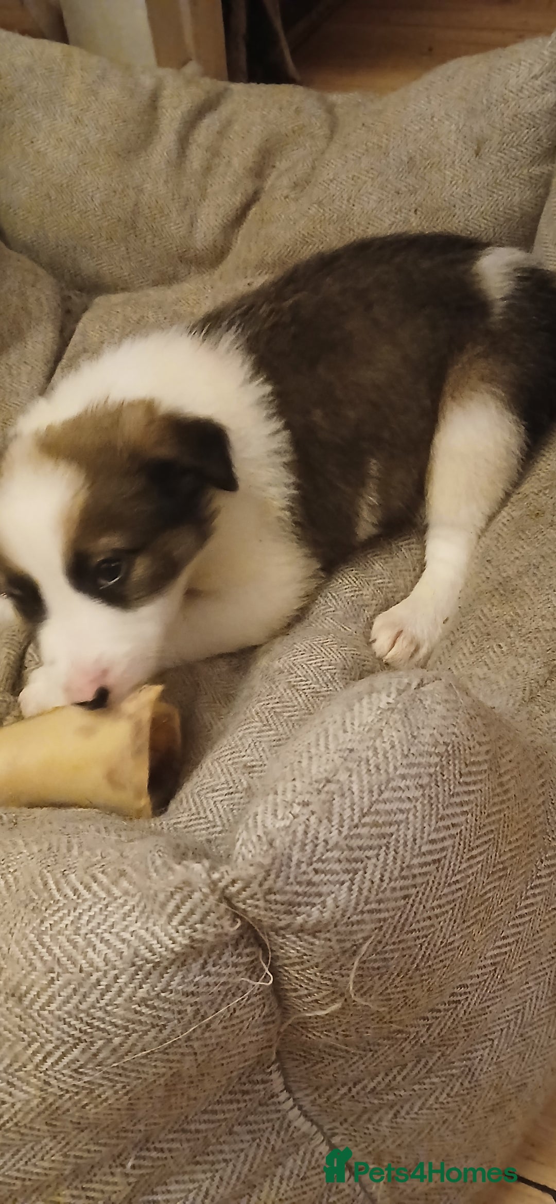 Border Collie dogs for sale: My babies  - Image 2