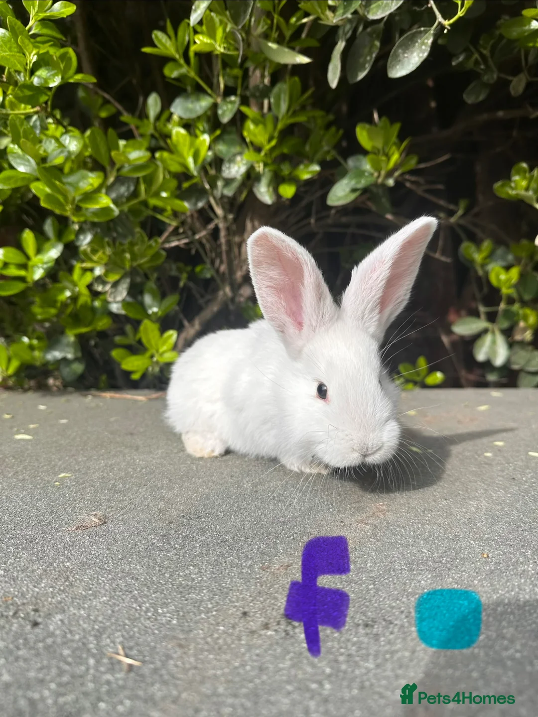 Continental Giant rabbits for sale: Baby’s giants  - Advert 12