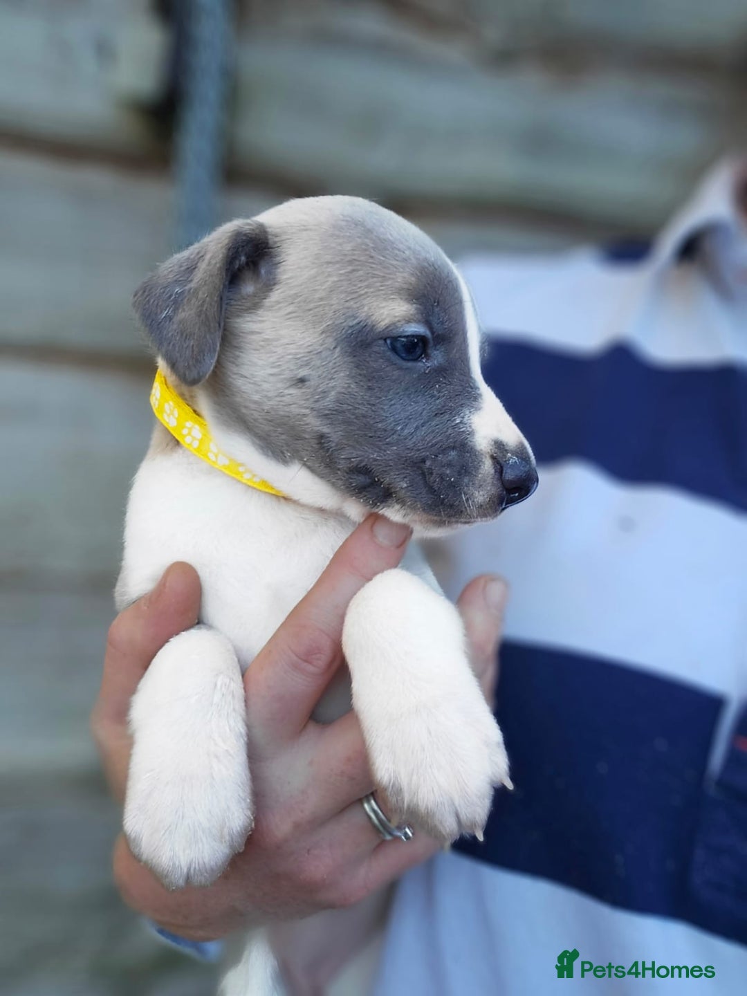 Whippet dogs for sale: Kc reg whippet females  - Advert 2