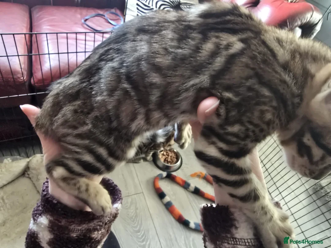 Bengal cats for sale: 2 Lovely TICA registered Bengal Kittens - Advert 8