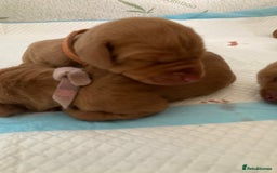 Hungarian Vizsla dogs for sale: 9 adorable Hungarian vizslas for sale - Image 10