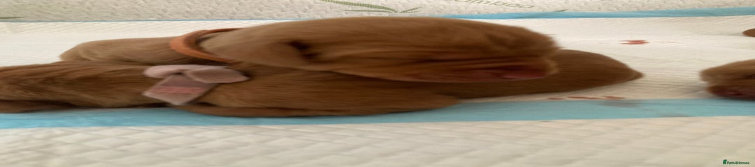 Hungarian Vizsla Puppy 2